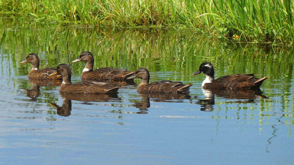 Hoogheemraadschap komt met nieuwe baggermethode voor de Veender- en Lijkerpolder