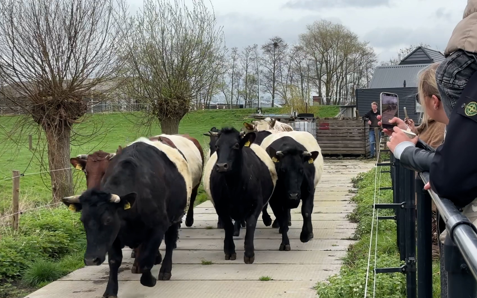 Het voorjaar is nu echt begonnen: koeien dansen traditioneel in de wei