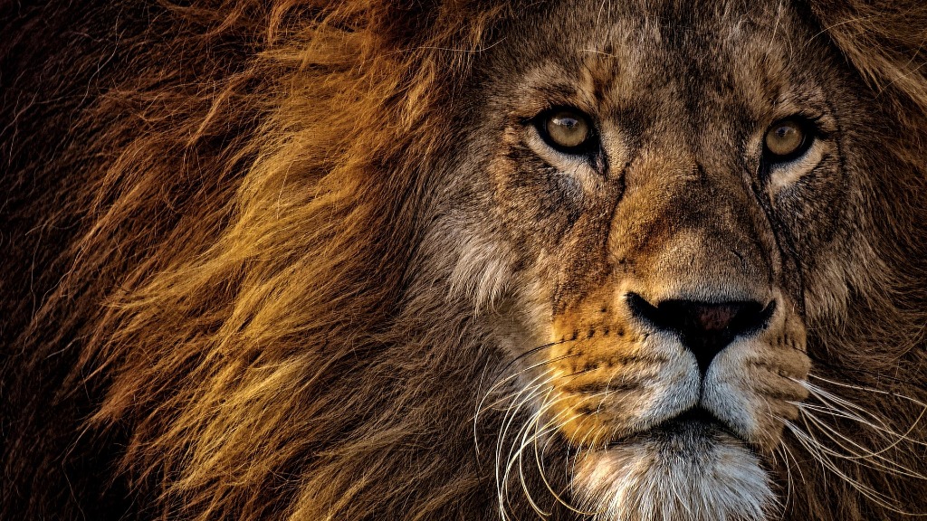 Dierenopzetter sluit bedrijf ondanks vrijspraak in zaak over opgezette leeuw