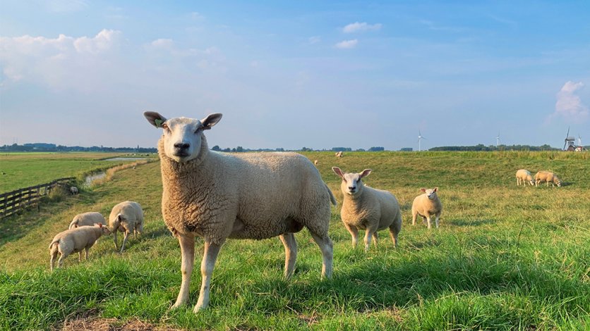 Veehouder verwaarloost koeien en schapen, maar ontsnapt aan sluiting van bedrijf